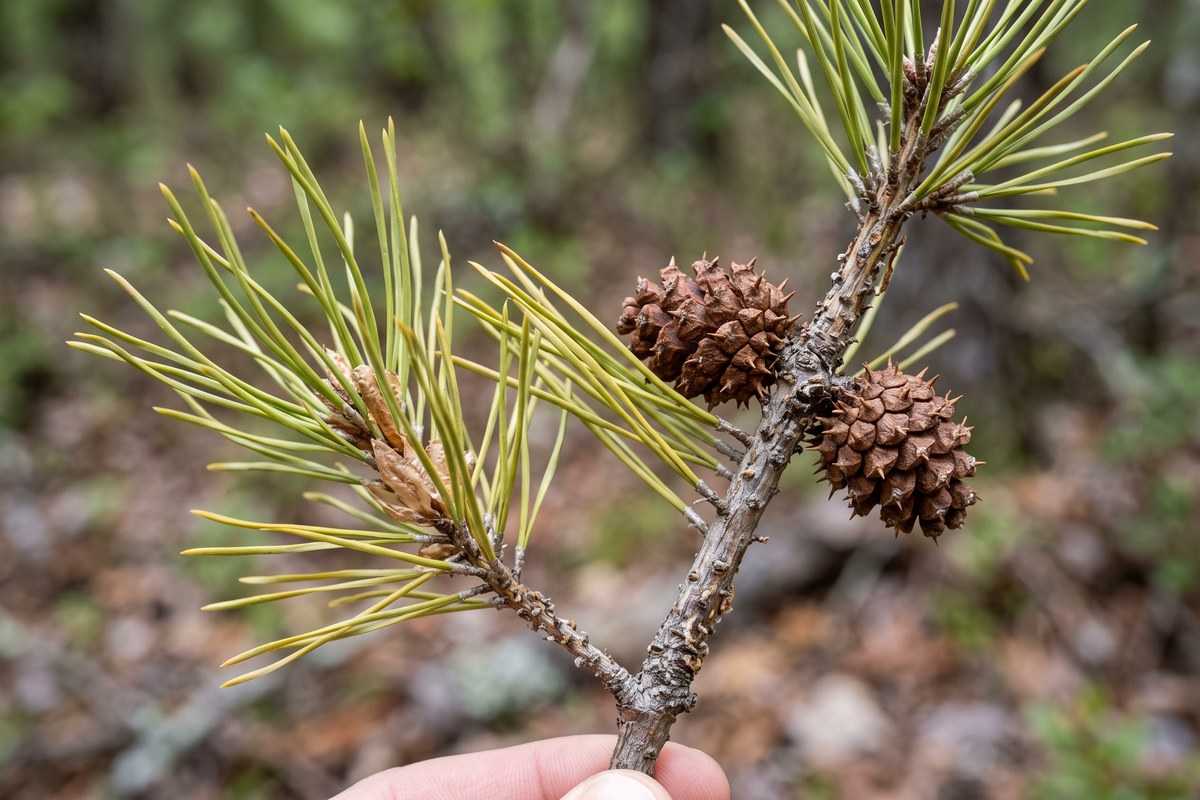 virginia pine 2 1