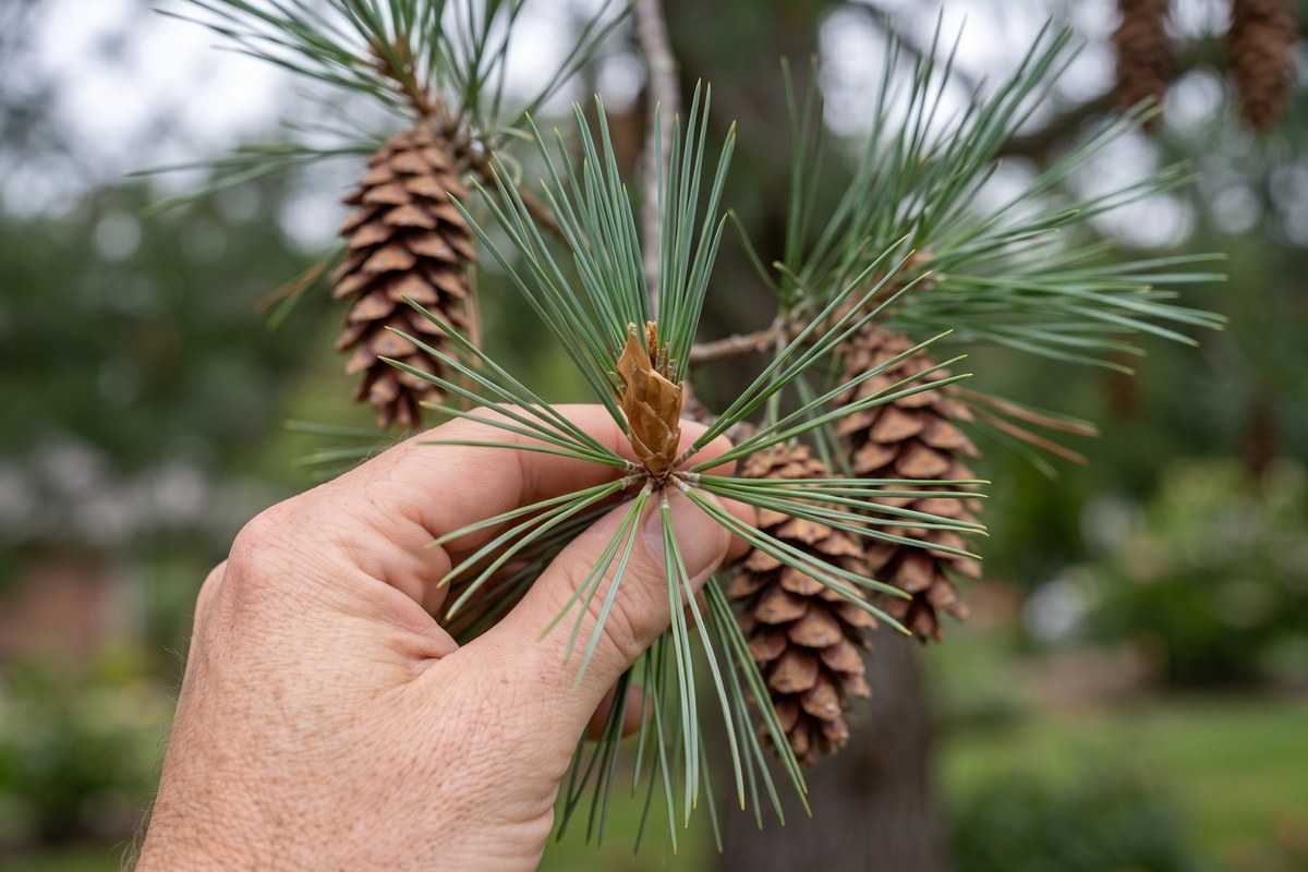 eastern white pine 2