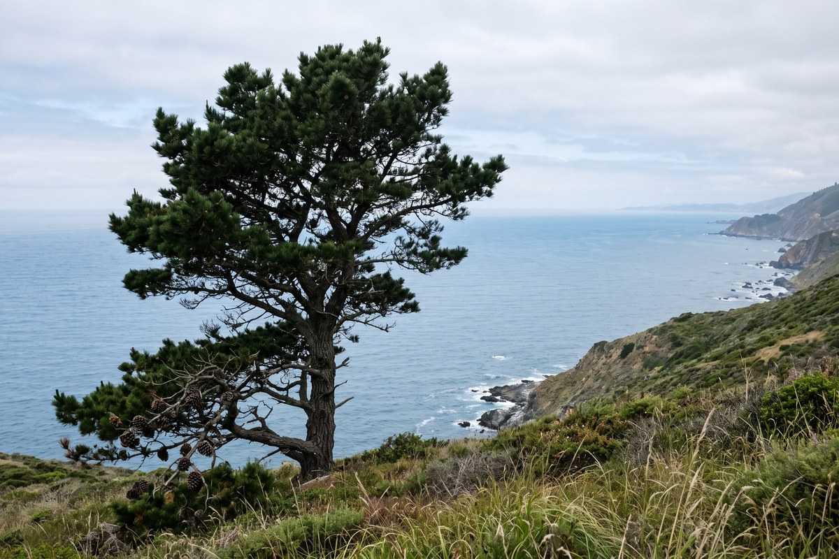 Virginia pine overlooking a rocky coastline and calm blue ocean beneath a cloudy sky