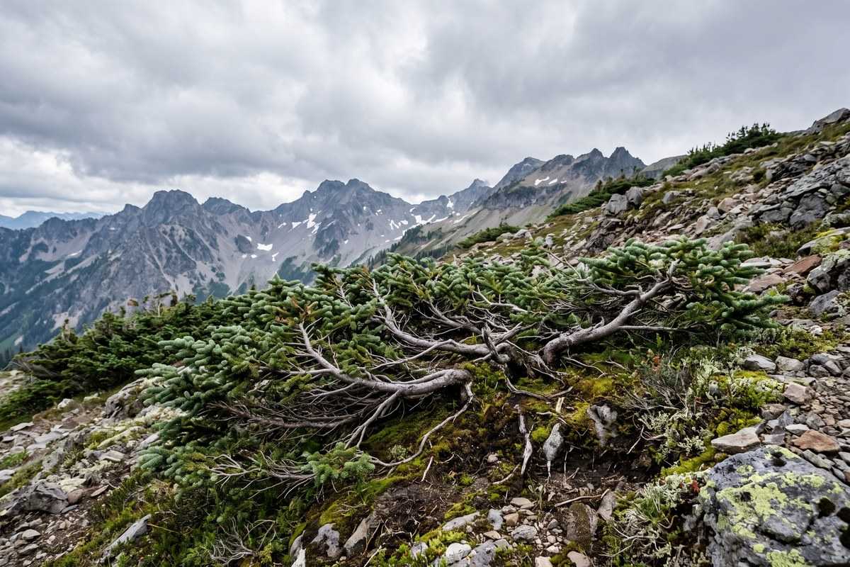 subalpine fir 3
