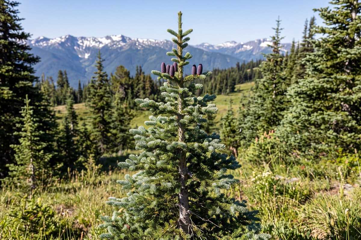 Young fir tree with purple cones in a mountain forest landscape